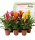 Bromelia