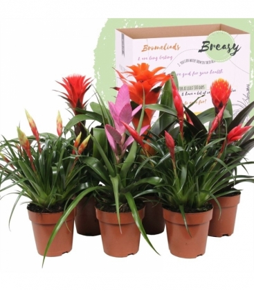 Bromelia