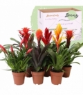 Bromelia