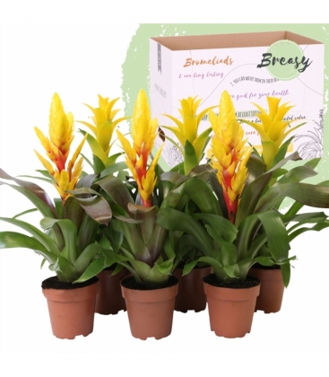 Bromelia