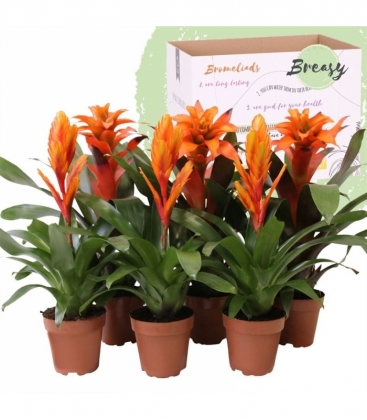 Bromelia