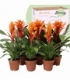 Bromelia