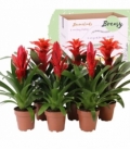 Bromelia