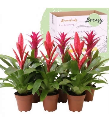 Bromelia