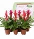 Bromelia