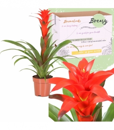 Guzmania