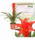 Guzmania