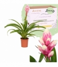 Guzmania