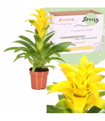 Guzmania