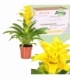 Guzmania