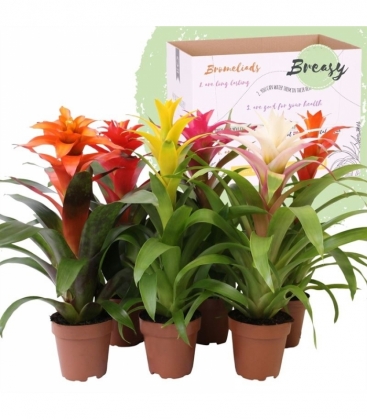 Guzmania