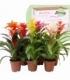 Guzmania