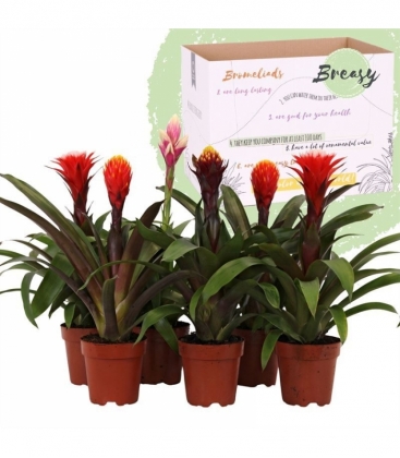 Guzmania