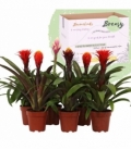 Guzmania