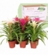 Guzmania