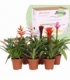 Bromelia