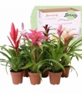 Bromelia