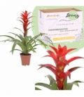 Guzmania