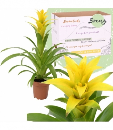 Guzmania