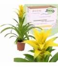 Guzmania