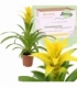 Guzmania