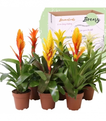 Bromelia