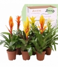 Bromelia