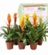 Bromelia