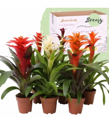 Guzmania