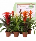 Guzmania