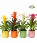 Guzmania