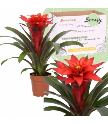 Guzmania