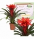 Guzmania