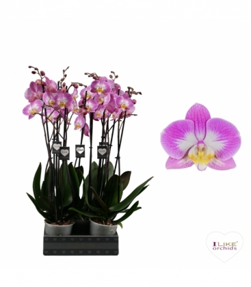 Phalaenopsis