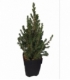 Picea