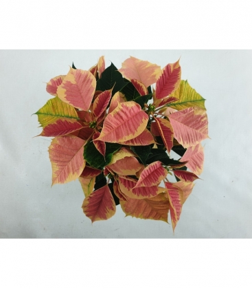 Poinsettia