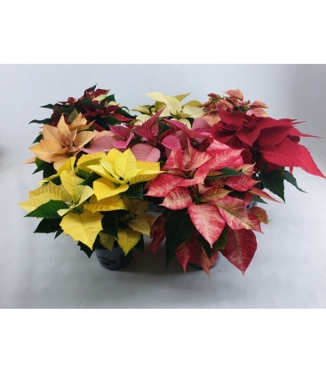 Poinsettia