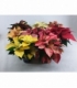 Poinsettia