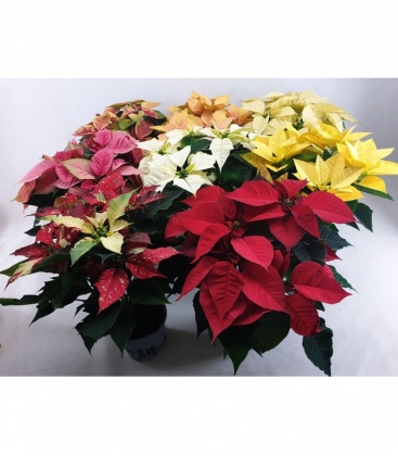 Poinsettia