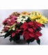 Poinsettia