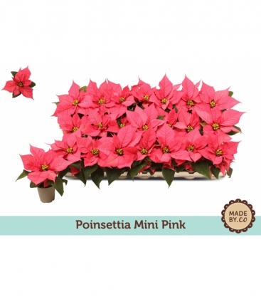 Poinsettia