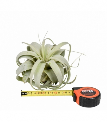 Tillandsia