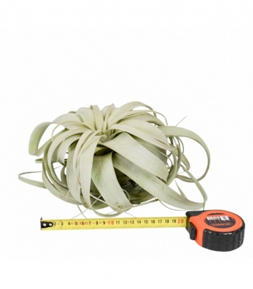 Tillandsia