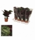 Calathea