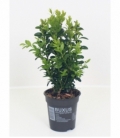 Buxus