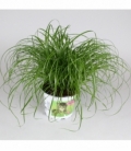 Cyperus