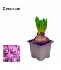 Hyacinthus