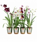 Miltonia