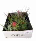 Tillandsia