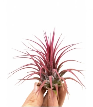 Tillandsia